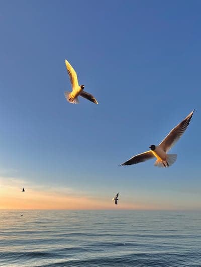 Sunset Gulls Mobile Wallpaper: Coastal Ocean View