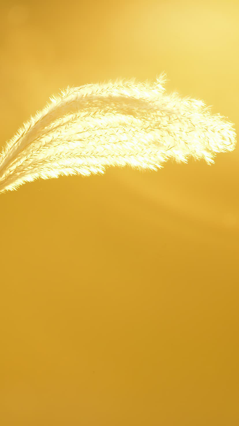 Feathery pampas grass plumes glow with intense golden backlighting against a solid orange and yellow background.