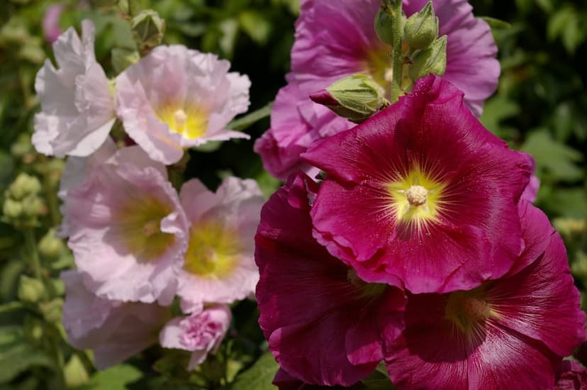 Pink and magenta hollyhock blossoms with yellow centers display delicate petals against green garden leaves.