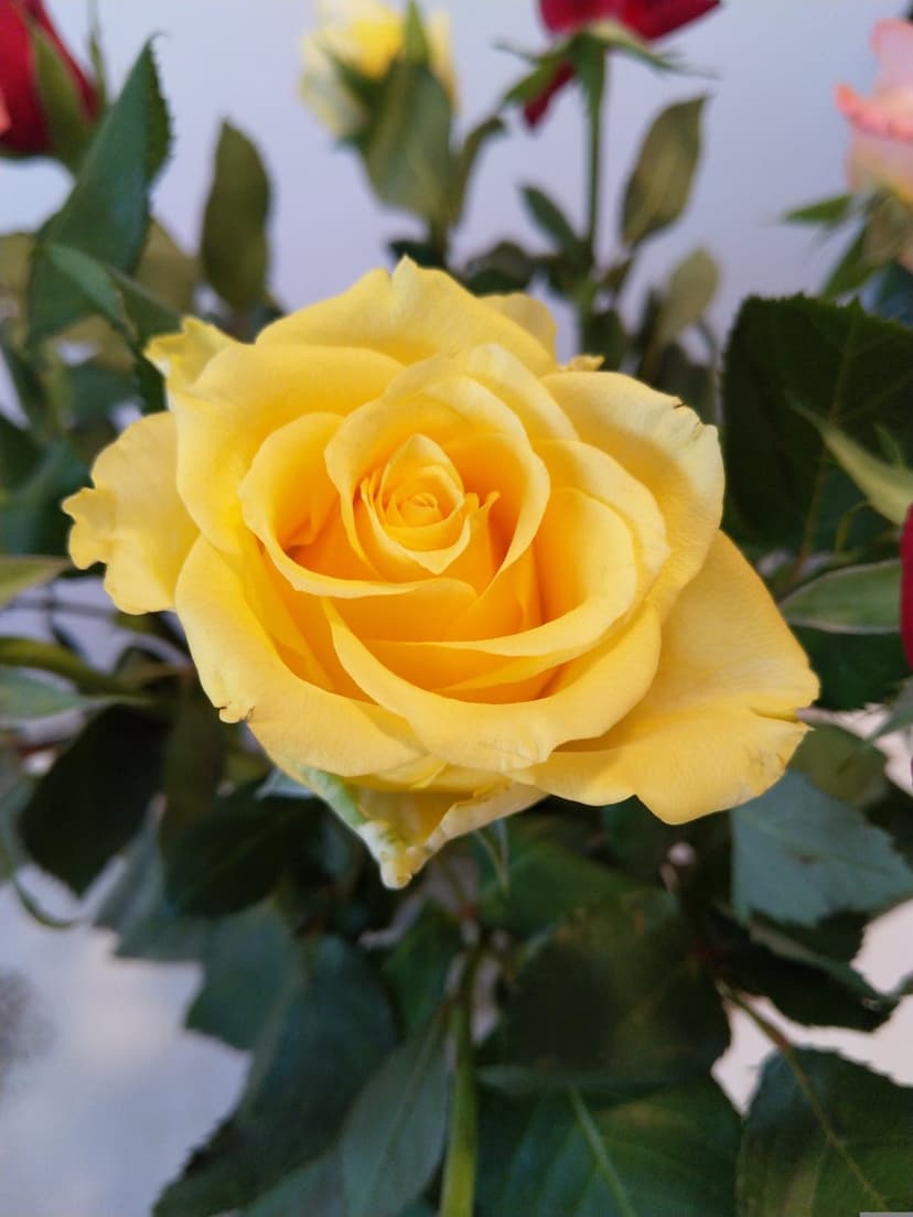 Yellow rose with spiraled petals in sharp focus against a blurred green and pink botanical garden background.