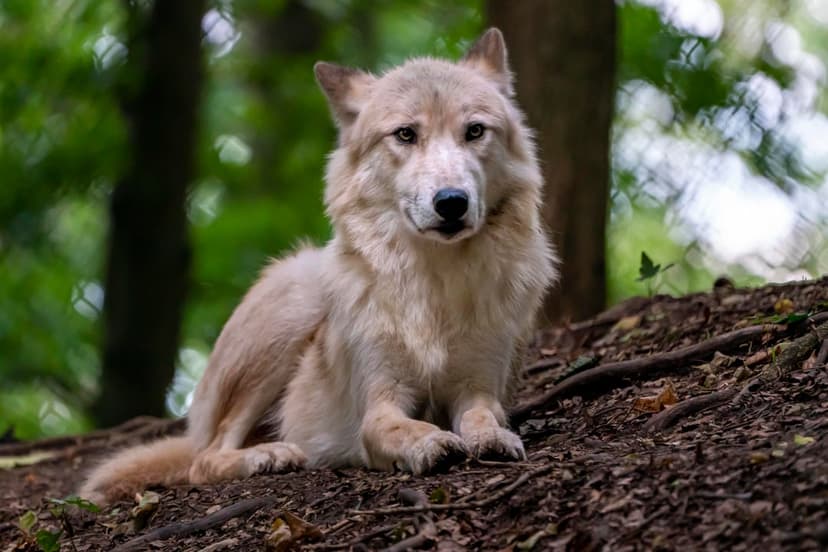 Pale wolf with amber eyes lying on forest leaves, its thick fur detailed against a blurry green tree background.