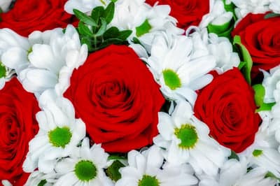 Crimson Roses and White Daisy Floral Tablet Wallpaper