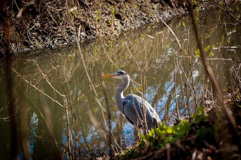 Grey heron standing near dry reeds and calm water with soft dappled sunlight and overhanging branches.
