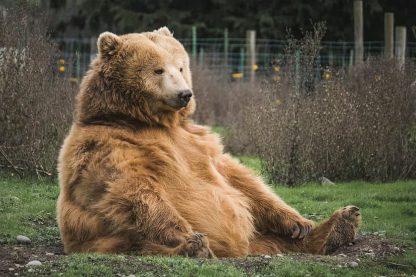 Grizzly bear with light brown fur sits in green grass with one leg extended near rustic wooden fence posts.