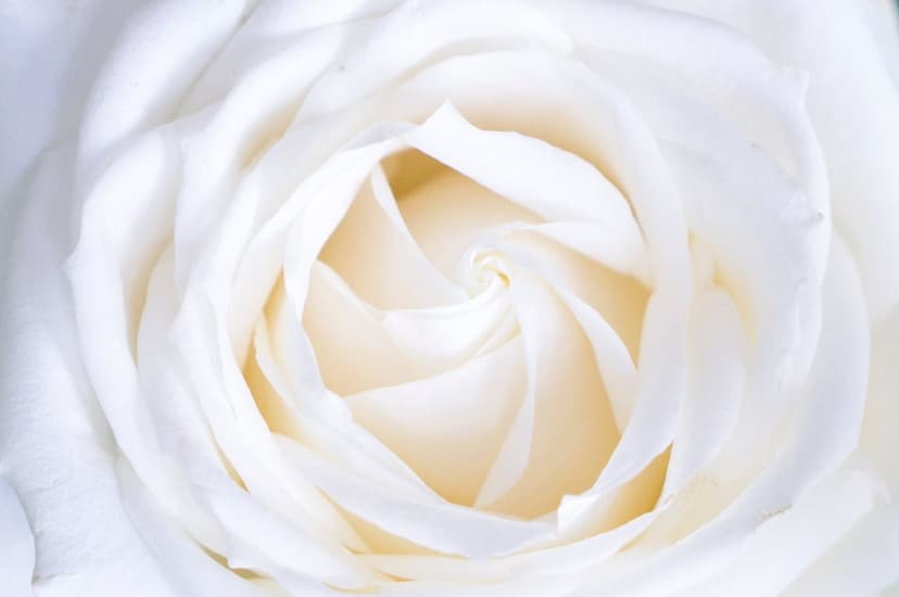 White rose petals curve in a tight spiral with soft shadows and velvety textures in a sharp macro photograph.