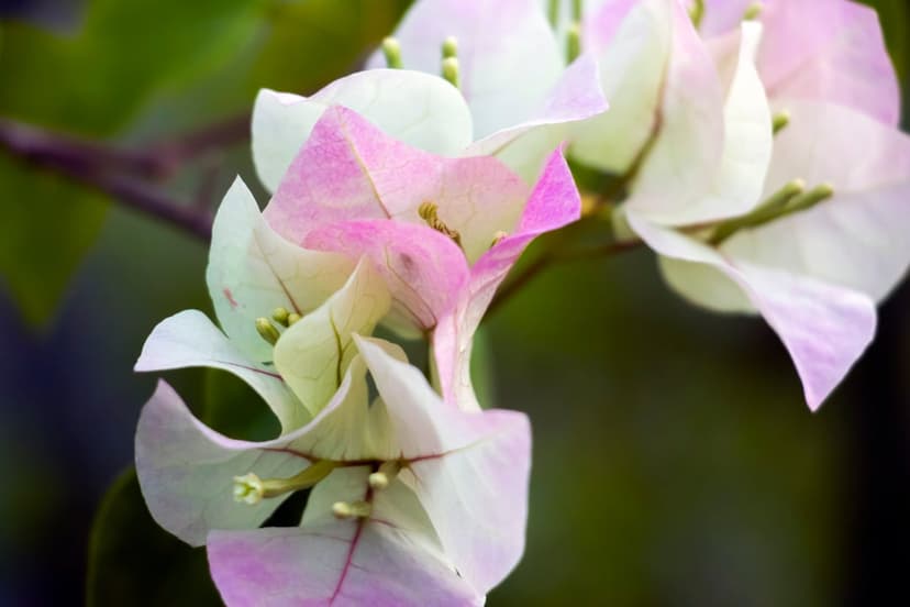 Pink and white bougainvillea flowers with paper-like textures and soft lighting against a blurred green background.
