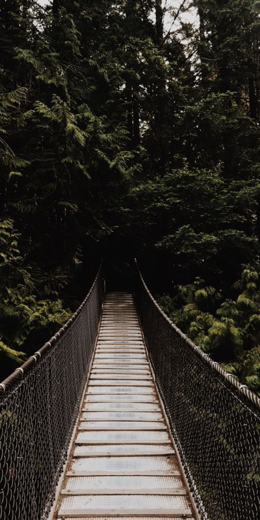 Wooden suspension bridge extends into a thick evergreen forest canopy with dark, mysterious shadows ahead.