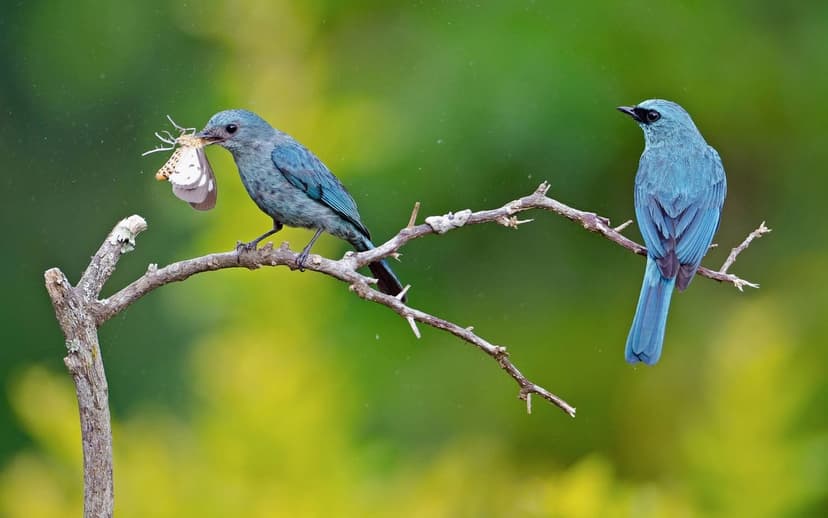 Blue birds perched on a bare branch, one holding a small moth, set against a soft green and yellow bokeh background.