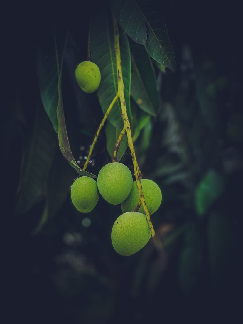 Green unripe mangoes hang from a thin twig surrounded by dark tropical leaves in a moody nature close-up.