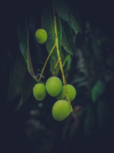 Green mangoes hanging from a branch, close-up