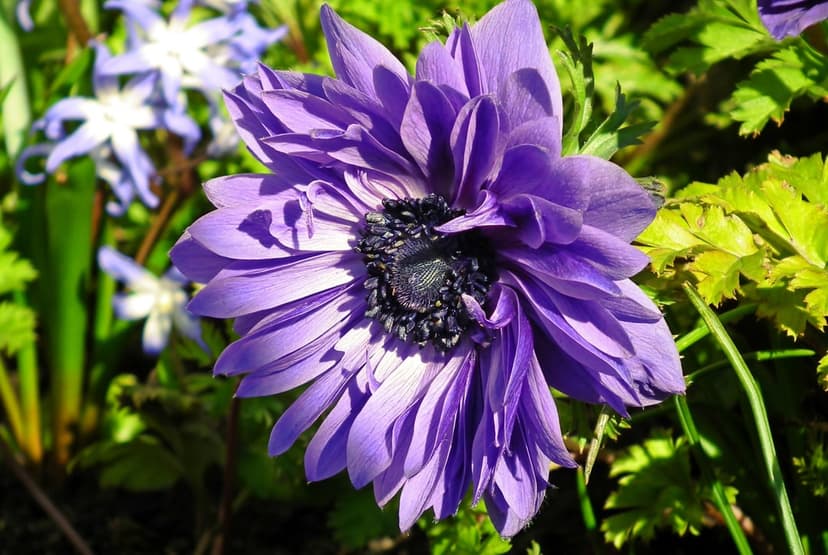 Purple anemone flower with a dark center and violet petals glows in sunlight against a soft green garden background.