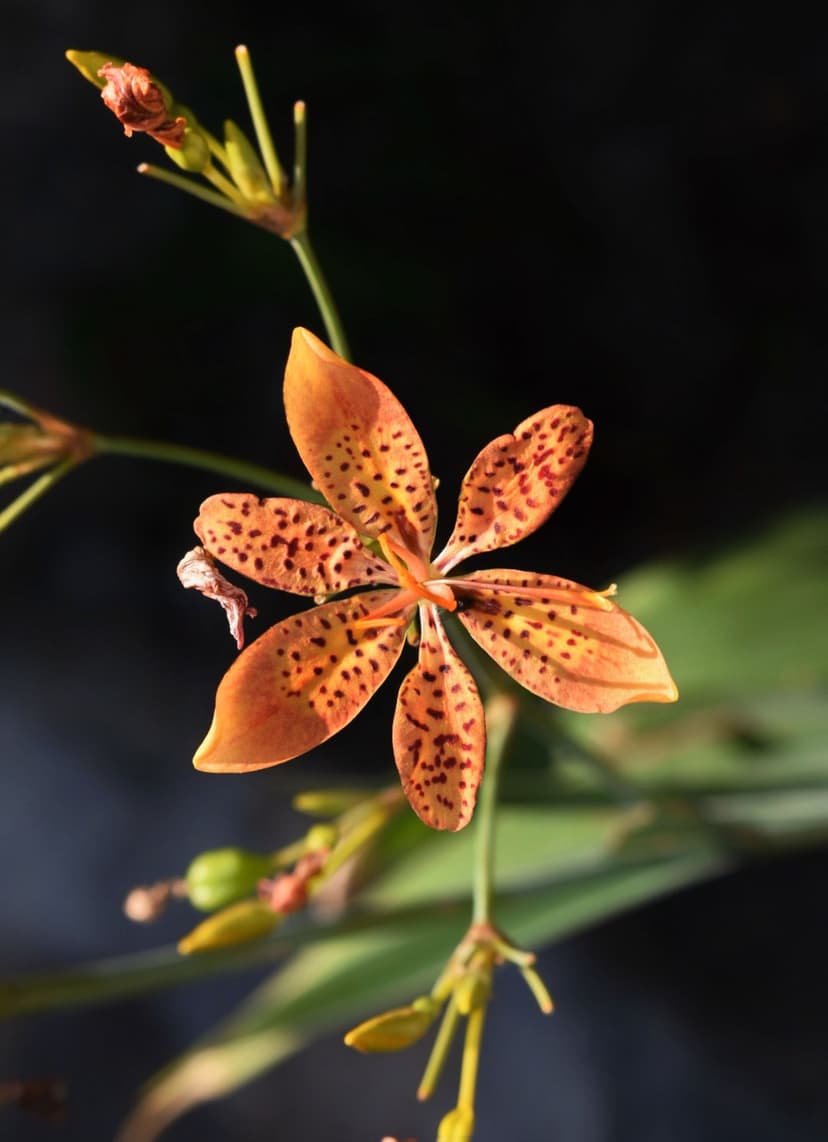 Blackberry Lily petals featuring dark spots and delicate textures set against a soft, shadowy garden backdrop.