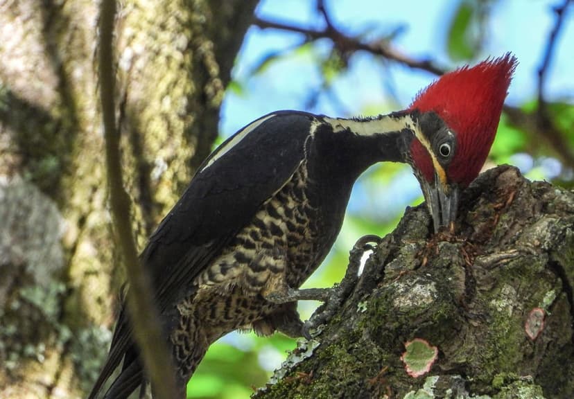 Red-crested woodpecker with black feathers pecks at a mossy tree branch against a blurred forest and blue sky.