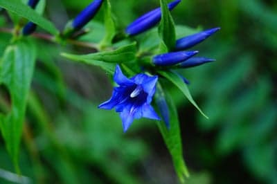 Sapphire Blue Gentian Blossom Macro Mobile Wallpaper