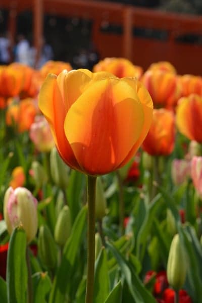 Glowing Orange Tulip Flower High-Res Mobile Wallpaper