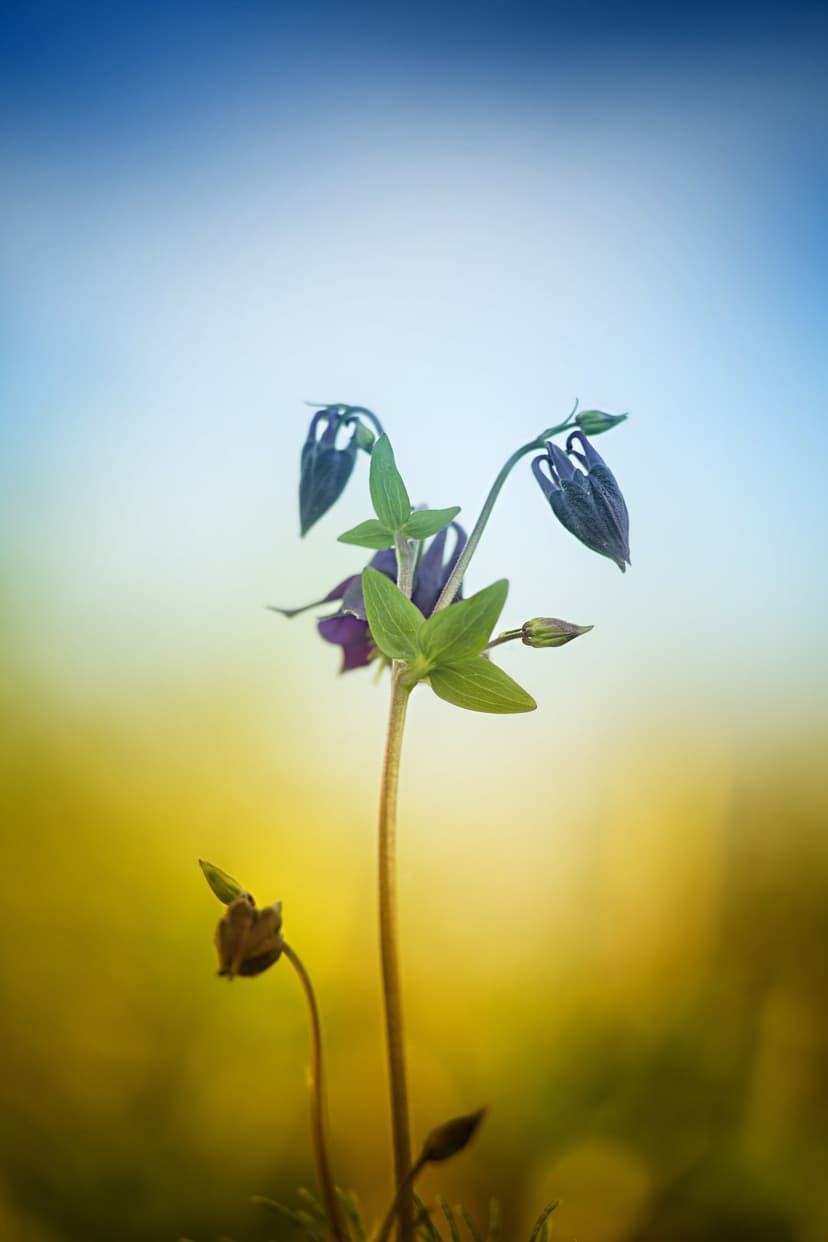 Dark purple columbine flower with pointed petals and green sepals against a blurred blue and yellow background.