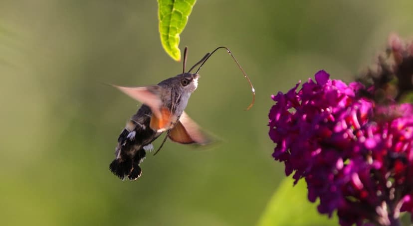 Hummingbird hawk-moth hovers with its proboscis extended into a purple buddleia flower in a summer garden.