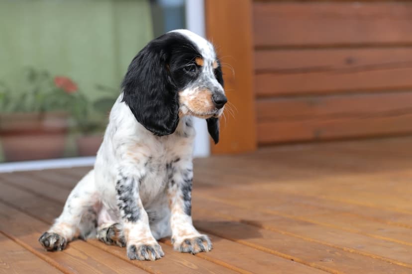 Blue Tick Coonhound puppy with speckled fur and a black eye patch sits pensively on a rustic wooden outdoor deck.