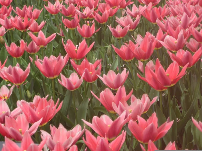 Pink tulip flowers blooming in a dense field with soft green leaves under bright natural daylight conditions.