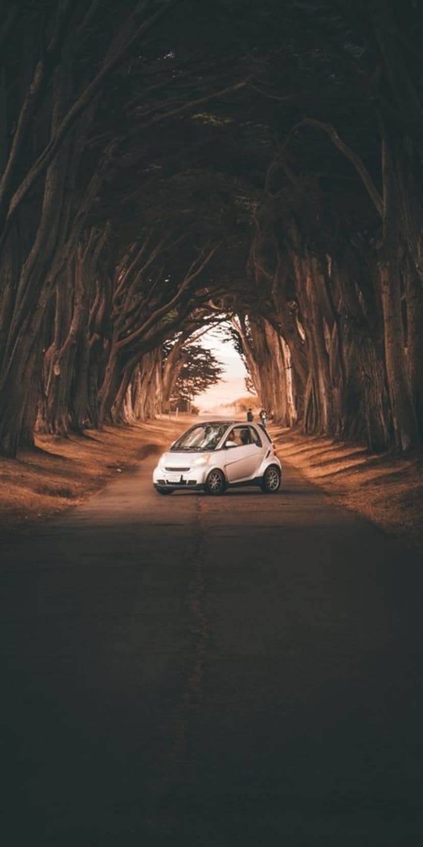 White Smart car driving on a winding road through a dense, dark tunnel formed by overhanging forest trees.