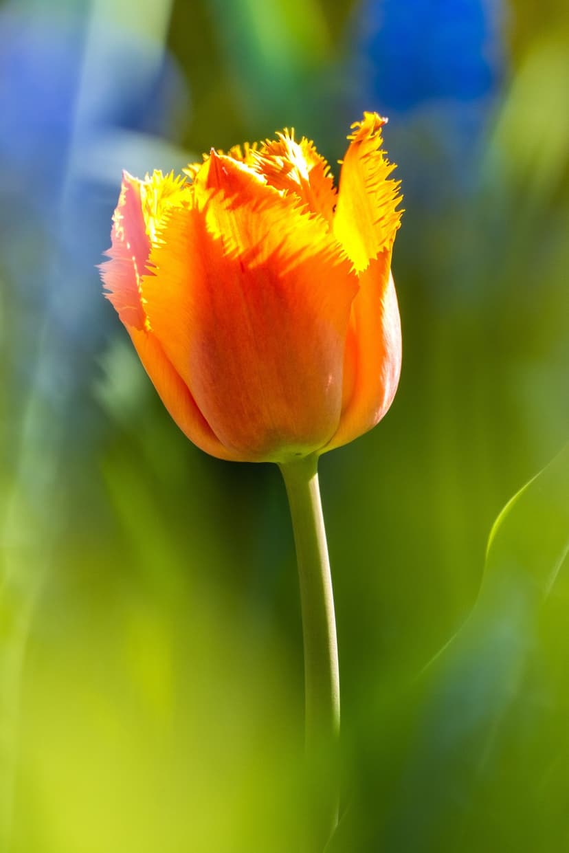 Orange fringed tulip with serrated petals in soft sunlight against a blurred green and blue garden background.