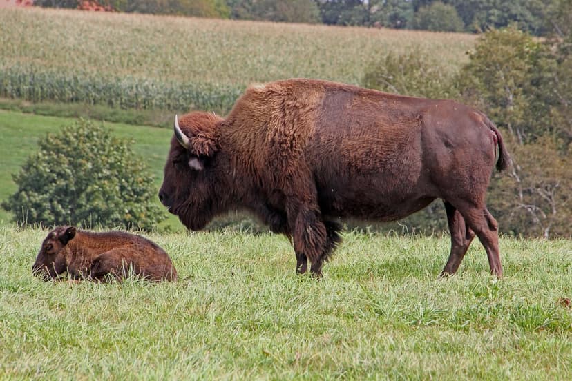 Adult bison stands protectively over a resting calf in a green field with rolling hills under soft daylight.