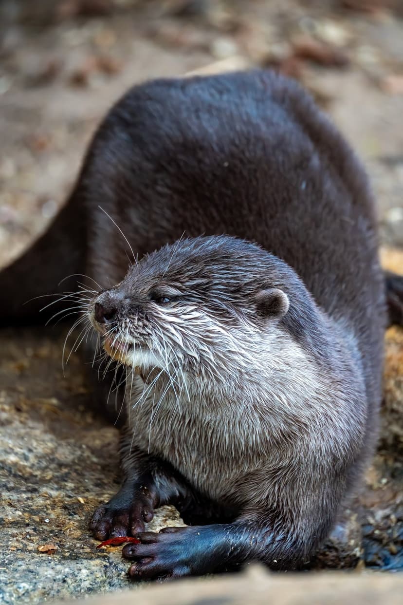 Wet river otter with white whiskers holds a small red berry to its mouth against a soft blurred background.