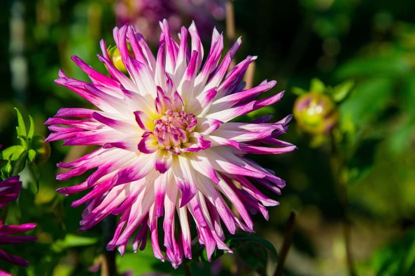 White dahlia petals with fuchsia pink edges radiate from a yellow center against a soft green garden background.