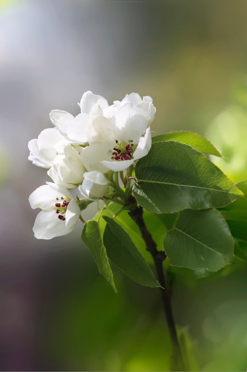 White pear blossoms with yellow stamens cluster together against a blurred green leaf background in soft sunlight.