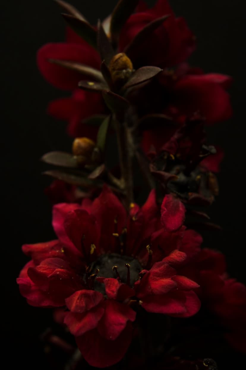Dark red flower petals with tiny dew droplets and yellow stamens centered against a solid black background.