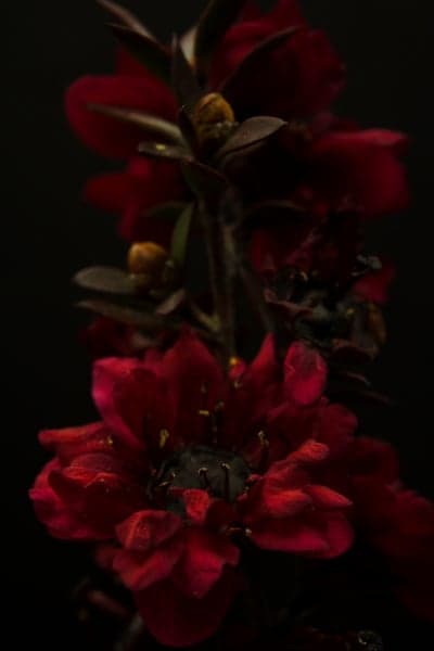 Dark Red Flower with Yellow Stamens Macro Shot