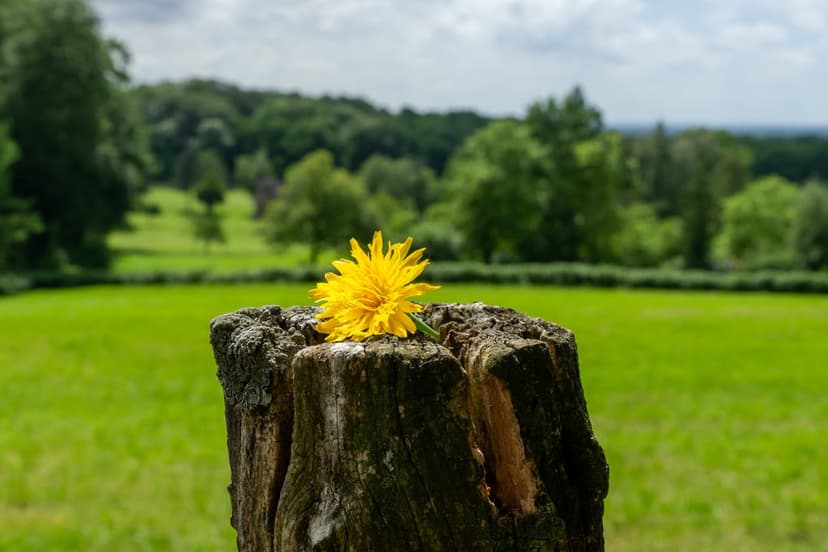 Vibrant yellow dandelion on a textured tree stump overlooking rolling green hills and a soft cloudy sky.