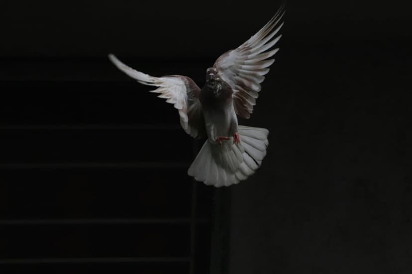 White and brown pigeon mid-flight with wings fully extended and tail fanned out against a dark, black background.