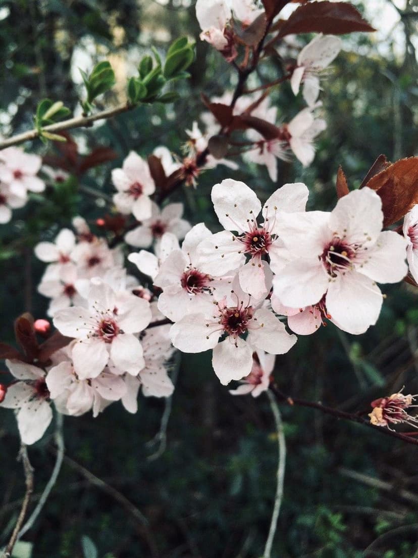 Pink cherry blossoms with dark centers and green leaves grow on a branch against a blurred green background.