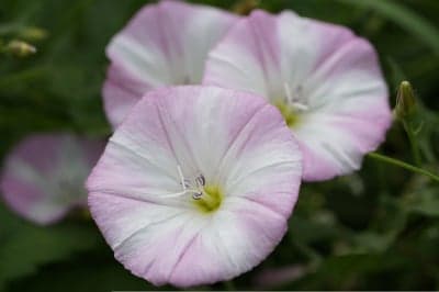 Delicate Pink Bindweed Petals Mobile Floral Wallpaper