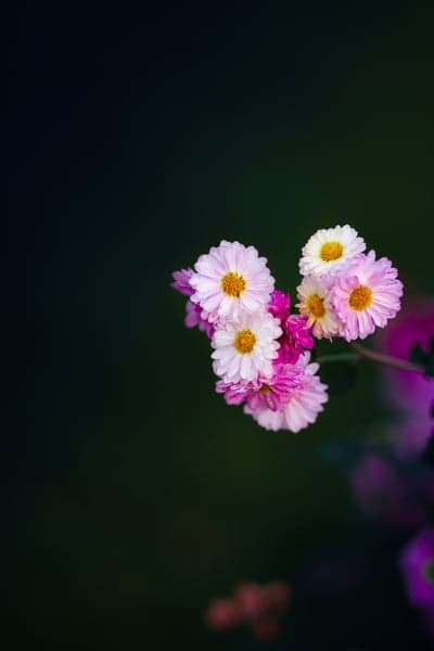 Elegant Pink Chrysanthemum Bloom Mobile Phone Wallpaper