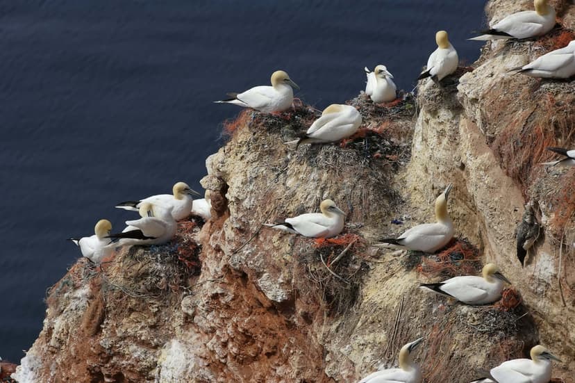Northern gannets with yellow crowns nest on dark rocky ledges overlooking deep blue ocean water in daylight.