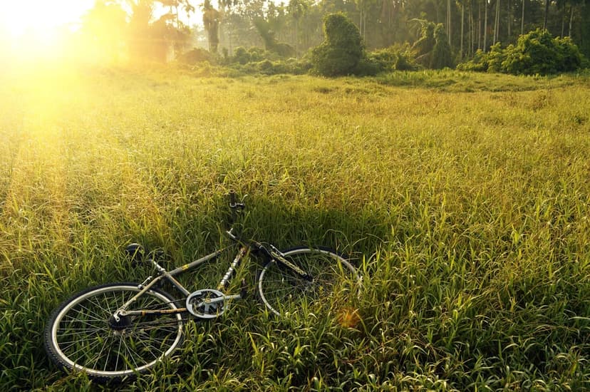 Bicycle leaning in tall golden grass at sunrise with a bright yellow sun flare and green trees in the background.