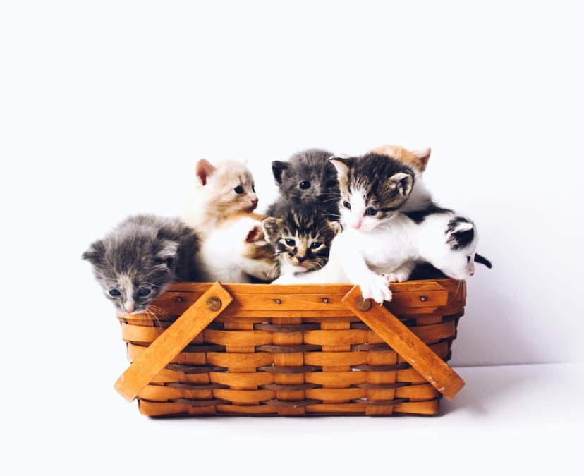 Seven fluffy kittens with varied fur patterns huddle together inside a weathered wooden basket in a close-up shot.