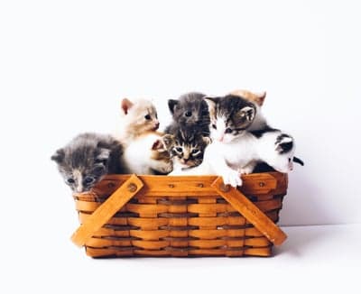 Basket of Adorable Kittens