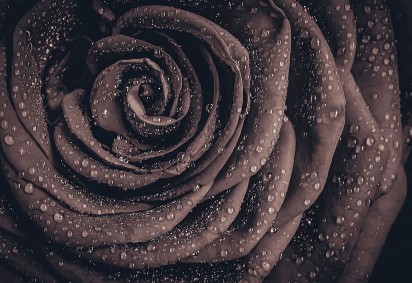Velvety dark rose petals covered in glistening water droplets with dramatic lighting and deep shadows.