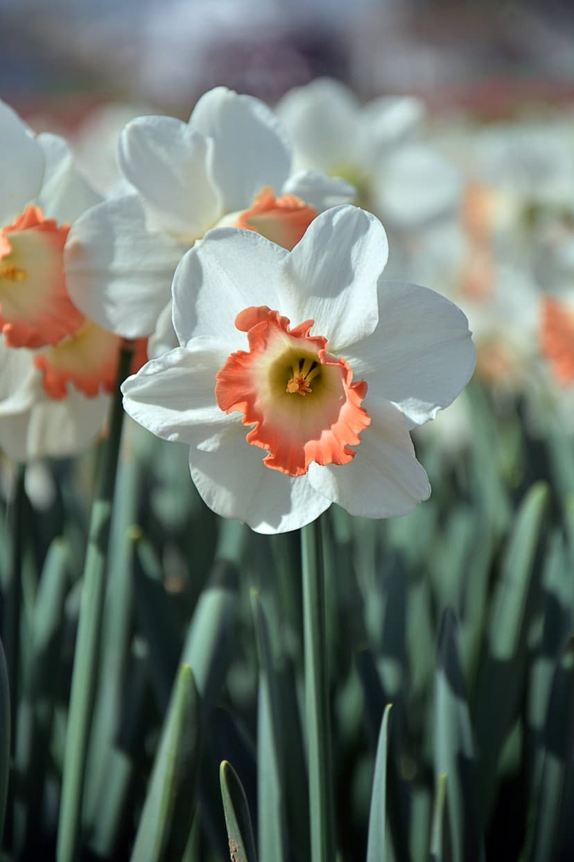 White daffodil blooms with salmon centers stand out against a blurred green meadow background in a close-up shot.