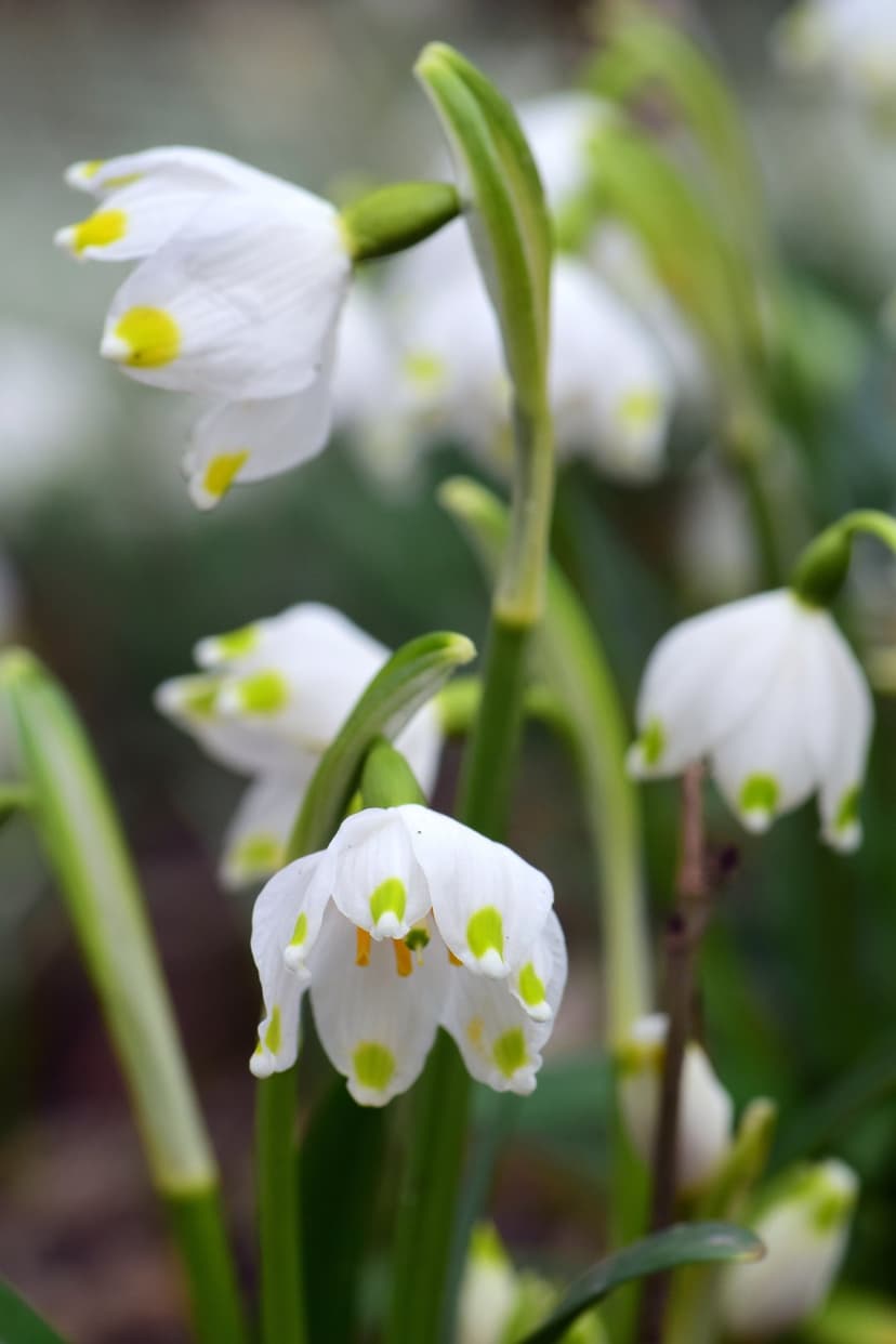 White Leucojum flowers with green petal spots bloom against a soft green bokeh background in natural light.