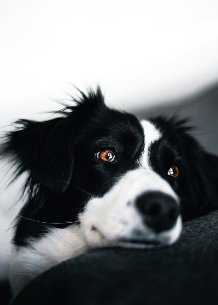Border Collie dog with expressive brown eyes and black and white fur rests its head in a close-up portrait.