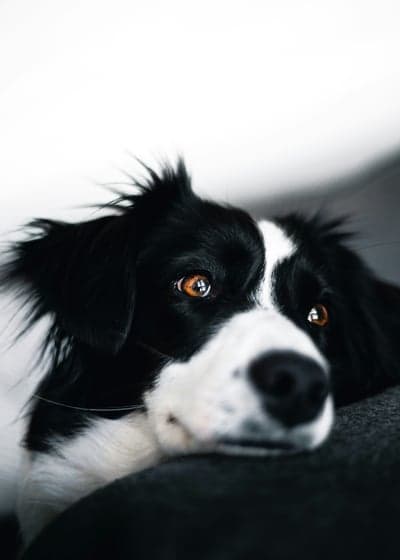 Sad Border Collie Dog with Expressive Brown Eyes