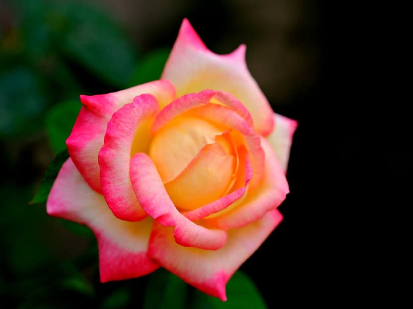 Bicolor rose petals with pink edges and yellow centers transition softly against a dark, blurred background.