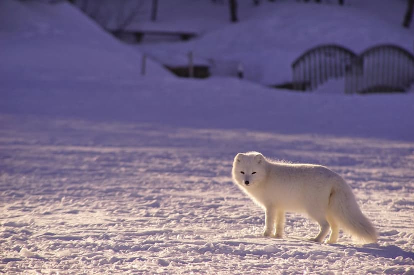 Arctic fox with white fur stands in a snowy field at sunset with a purple twilight sky in the background.