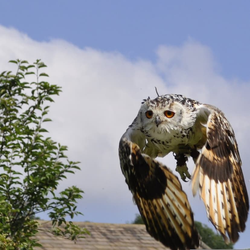 Eagle owl with spread wings and orange eyes flies against a blue sky, displaying detailed feather patterns.