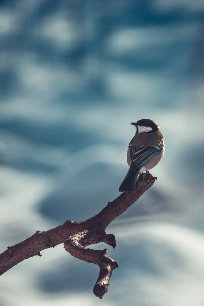 Small brown bird perched on a bare winter branch against a soft blue and white bokeh background in soft light.