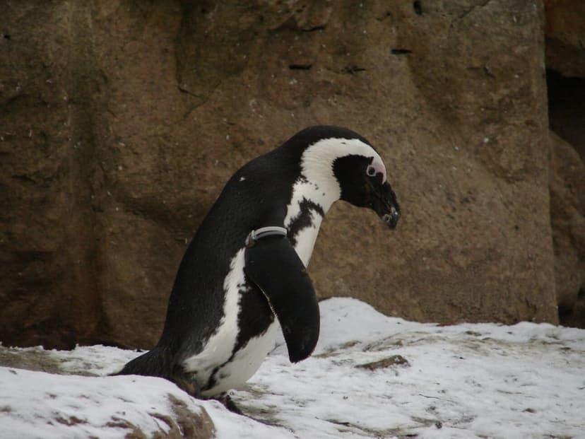 Penguin with a silver neck band stands on a snowy ground in front of a textured gray rock formation.